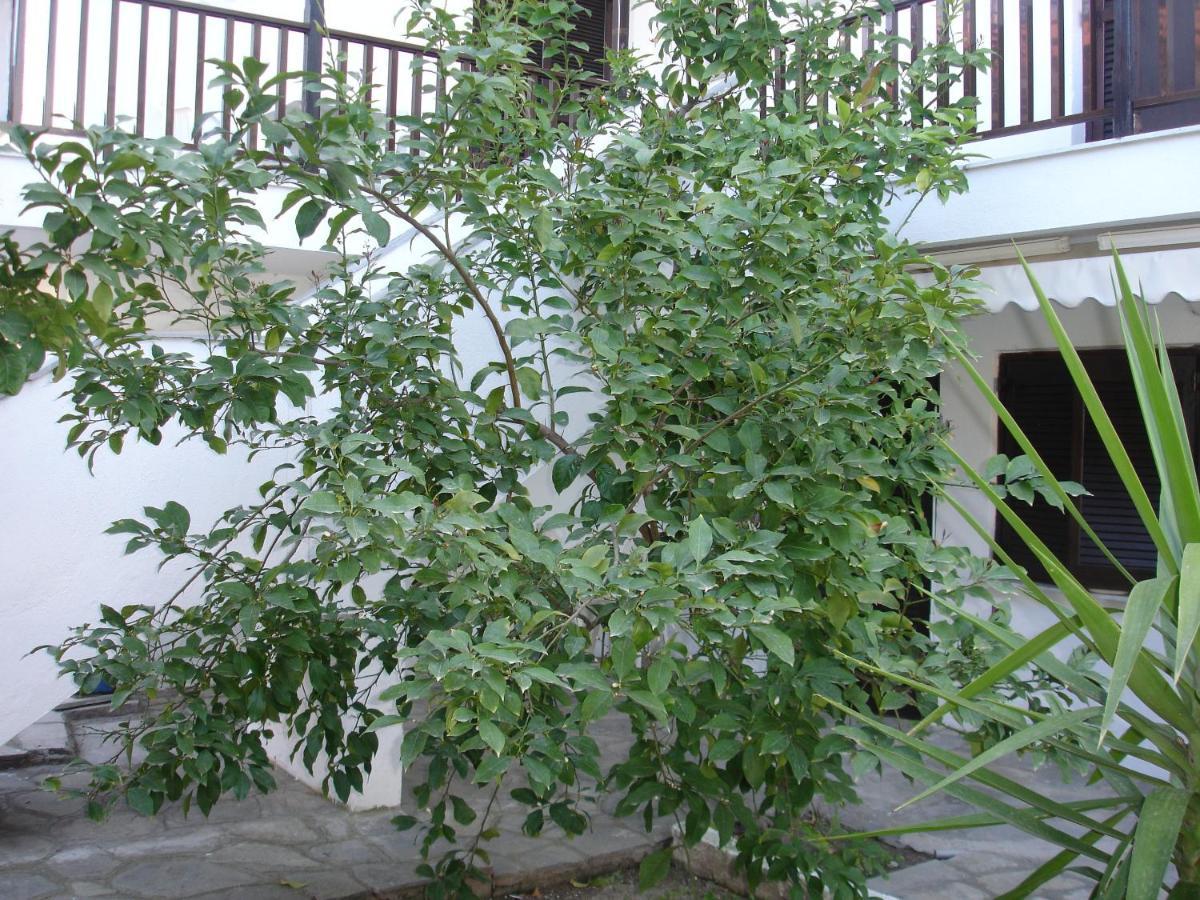 Dionysus-Mihanicus Ierissós Exteriér fotografie